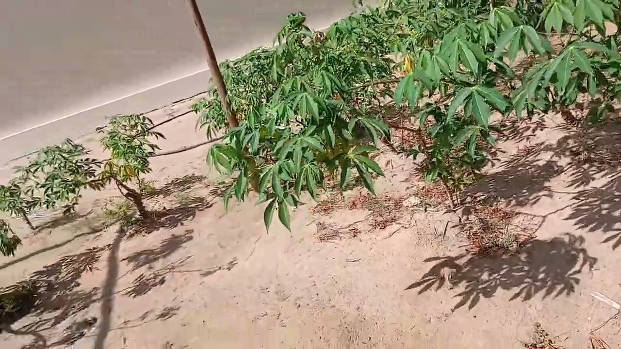 Fazendo uma estufa pra rosa do deserto gastando pouco 