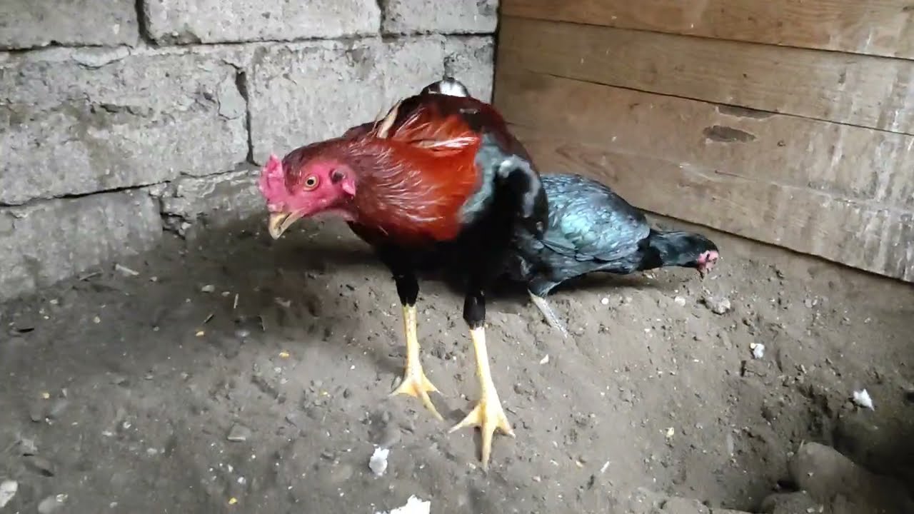 /// “YENİ HİNT CİVCİVLERİ ÇIKTI”PAZAR TATİL VİDEOSU ///