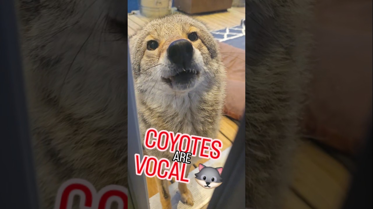 VOCAL PUPPY!🐺 ❤️ #coyote #weavethecoyote #puppy #dog #cute #animals #animal #nature #wildlife #love