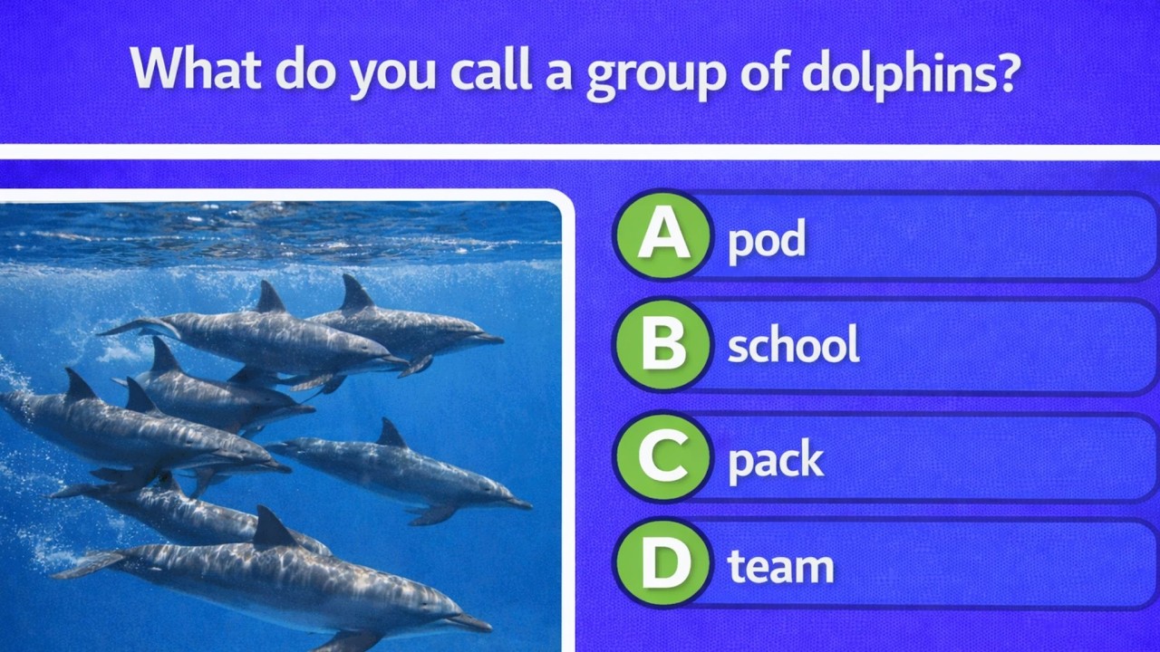 Collective Nouns Trivia
