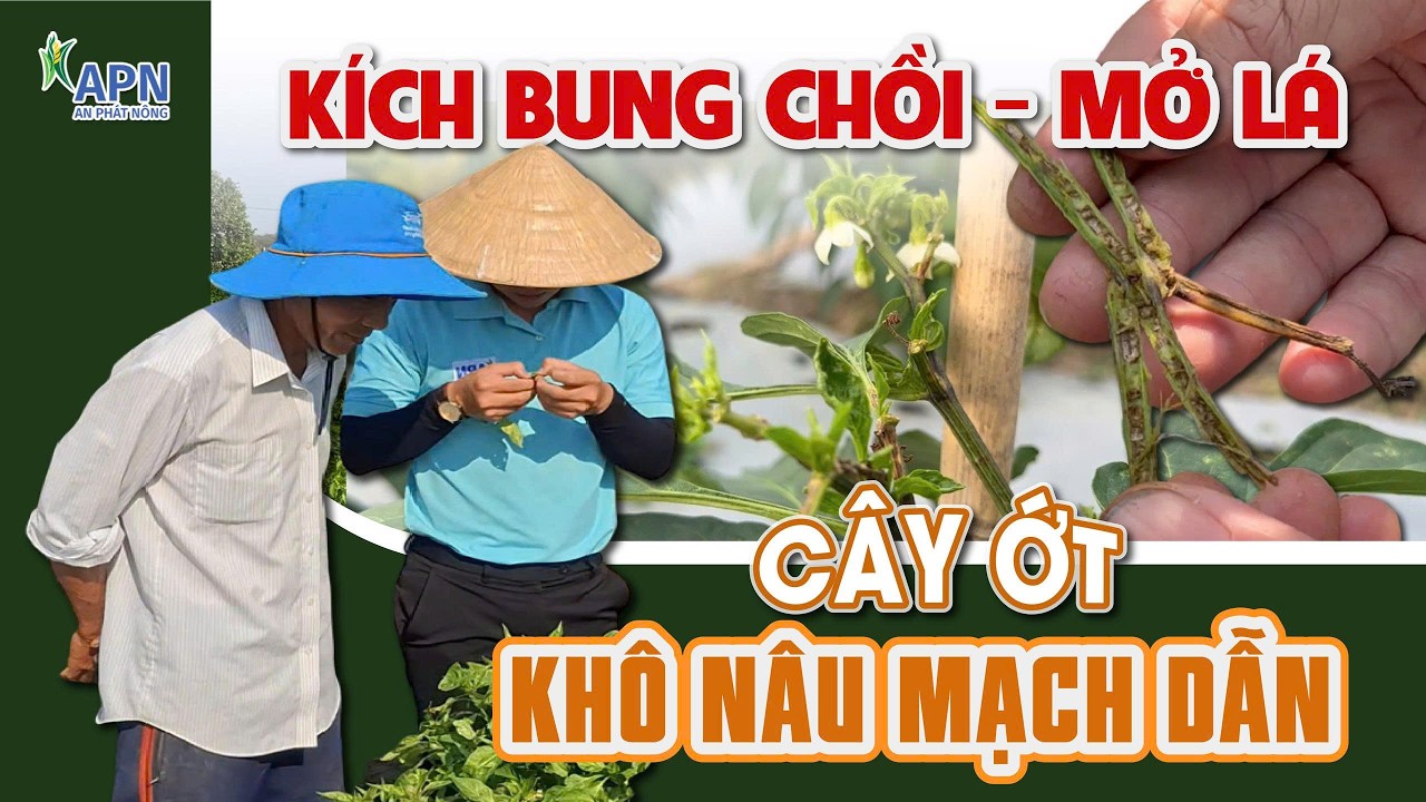 APN - XỬ LÝ TÌNH HUỐNG ỚT XOĂN ĐỌT, KHÔ NÂU MẠCH DẪN | KỸ THUẬT KÍCH BUNG CHỒI MỞ LÁ