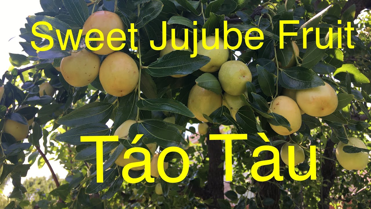 Huge Honey Jujube Fruit . Popular Date Apple in Texas. Picking Date Apple in the backyard. Hai Táo .