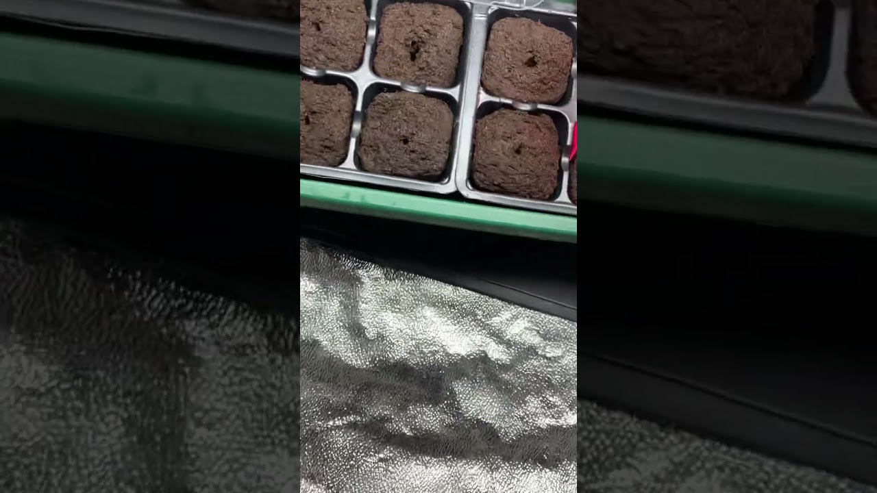 Closet grow diaries: Seedling Day (4)🪴🌱