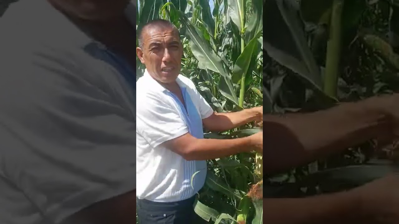 Biotek 6470f1 Хайруллох акамиз 2022 йил хосилари 955154040