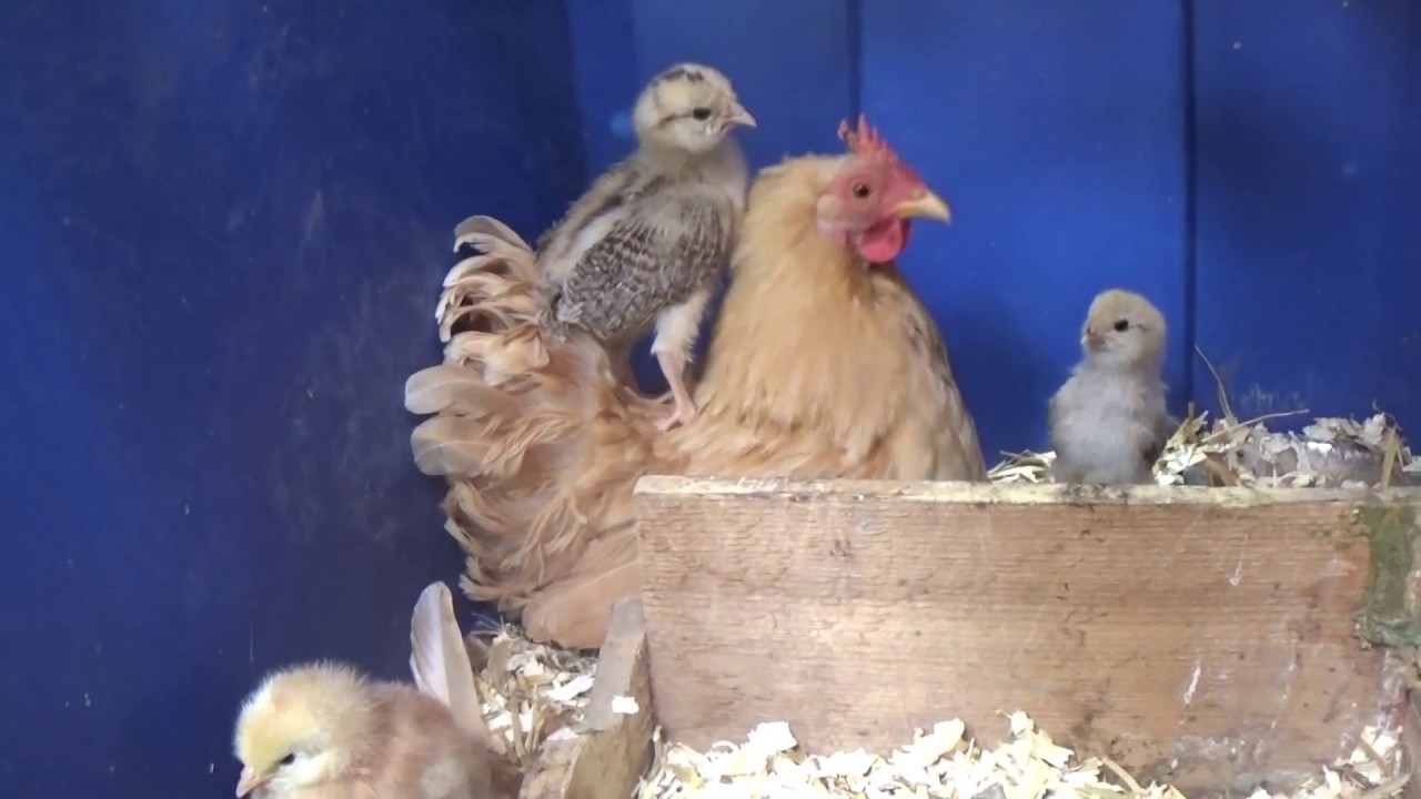Chicks Under(over) Mama