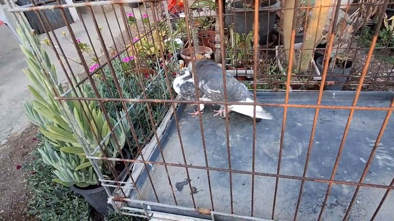 Palomas buchon moroncelo ✌️ ✌️  lo más re la raza ,,, de locos