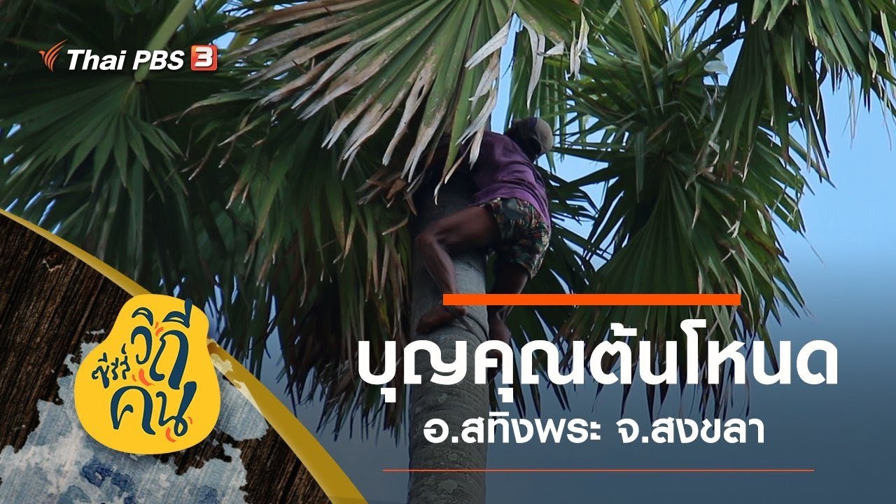 บุญคุณต้นโหนด อ.สทิงพระ จ.สงขลา : ซีรีส์วิถีคน (3 ส.ค. 63)