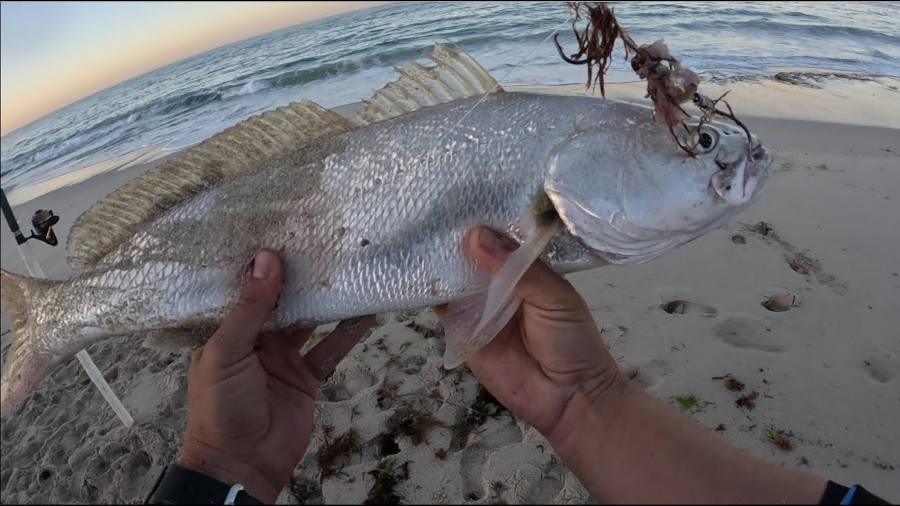 Ripping Mulloway Beach Fishing Time