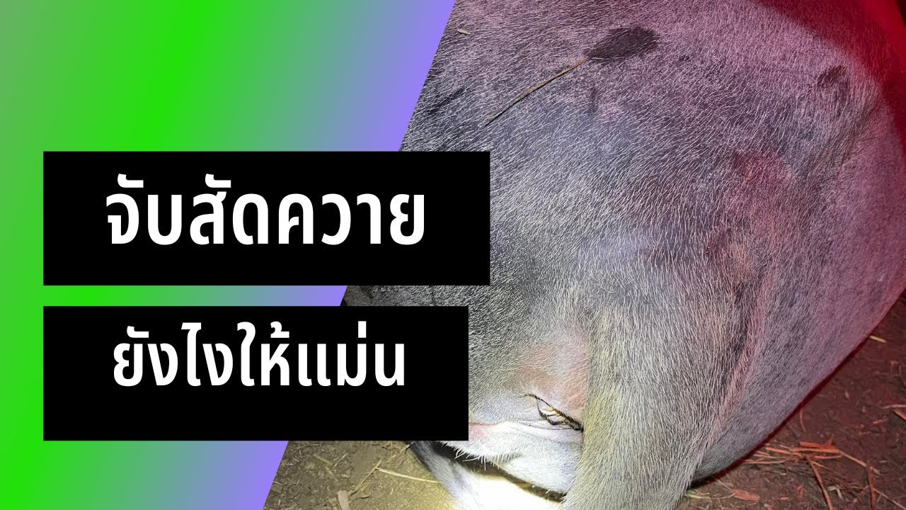 แชร์ประสบการณ์ การจับสัดควายสาว สำหรับการผสมโดยใช้พ่อพันธุ์ และการประเมินช่วงเวลาการผสมเทียม