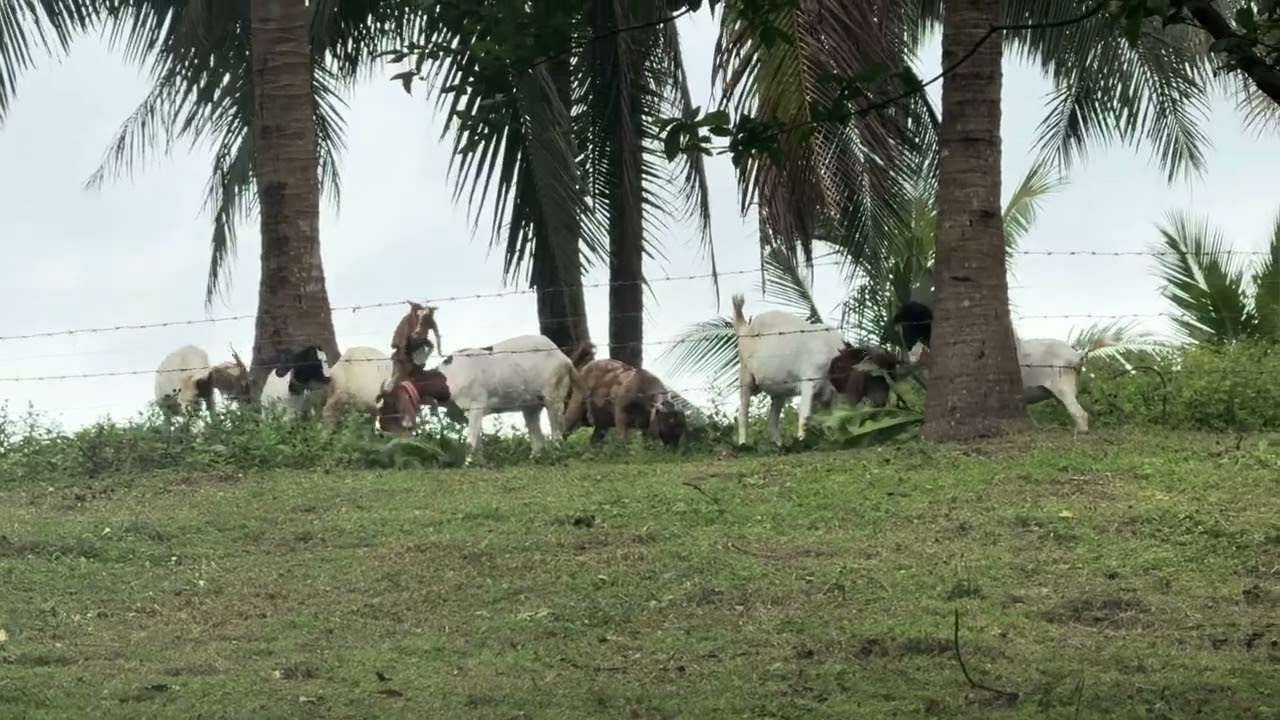#farming 