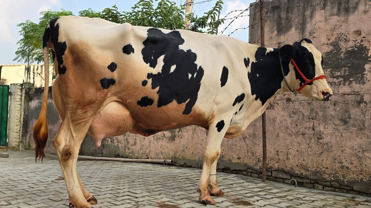 Top quality HF cows at Maratha Dairy Farm || For sale 