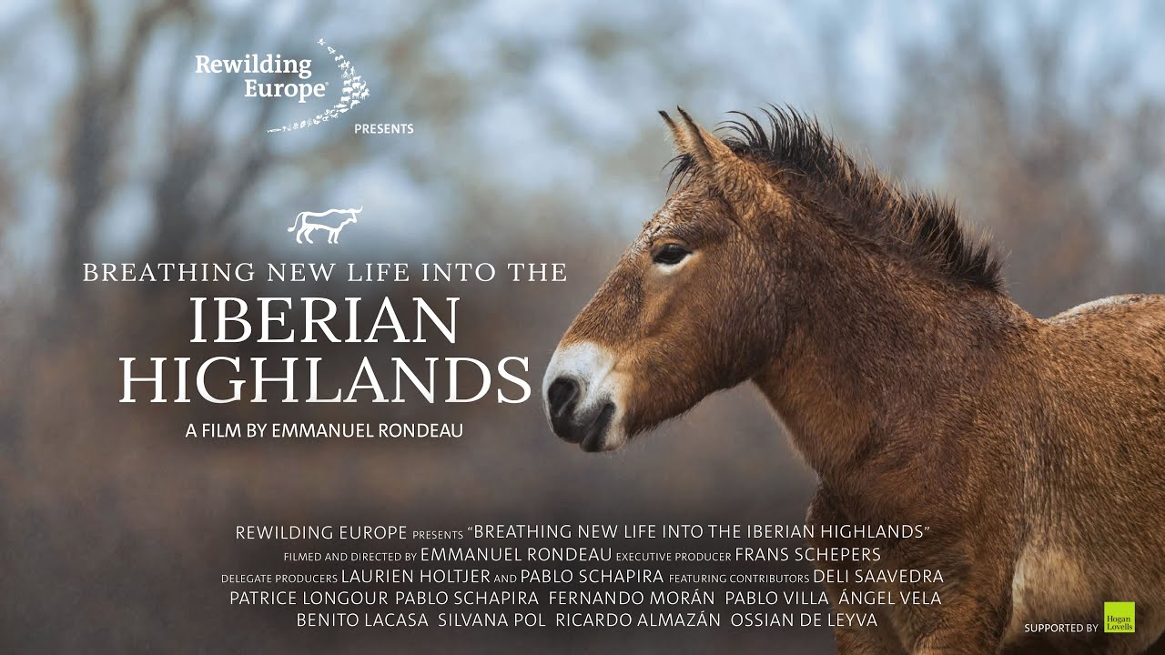 Вдохнув новую жизнь в Пиренейское нагорье | Документальный фильм Эммануэля Рондо | Возрождение Ис...