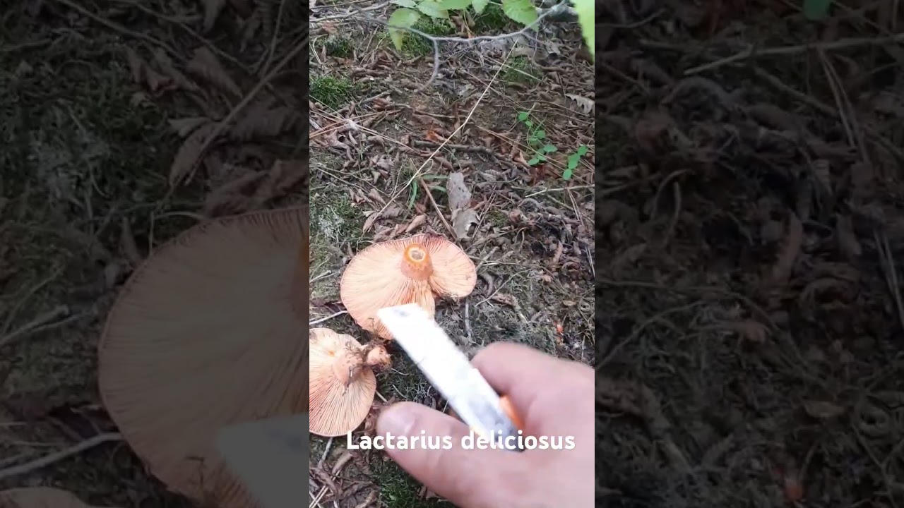 Kanlıca mantarı  (Laktarius deliciosus)