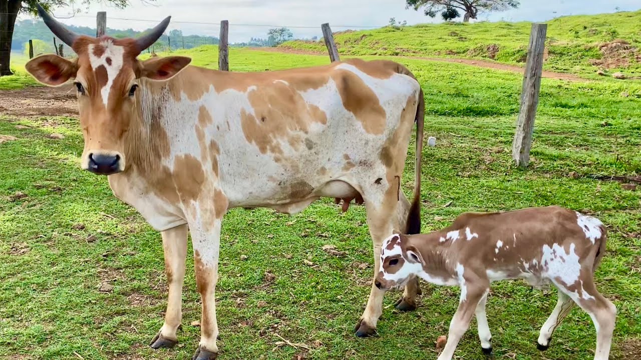 Novilha JOINHA pariu um bezerro pintadinho lindo 