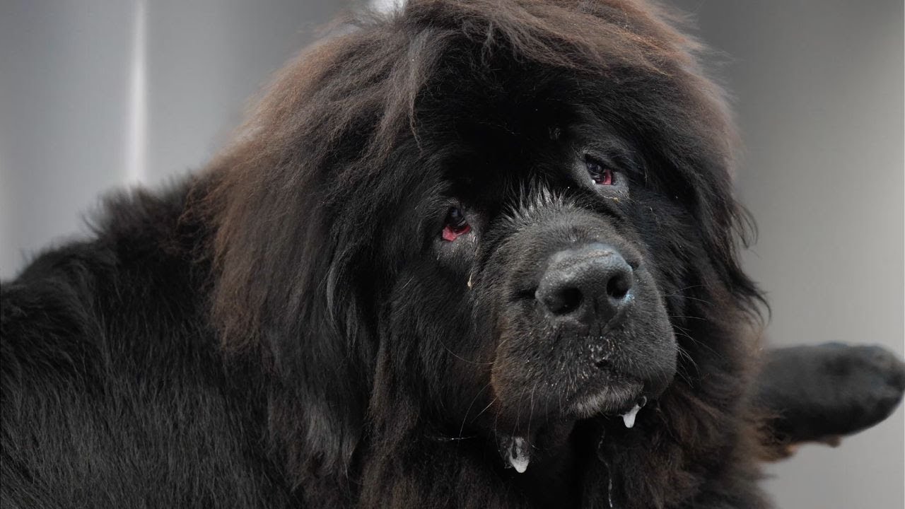 This Newfoundland Dog Was TOO Big For The Grooming Table...Literally.