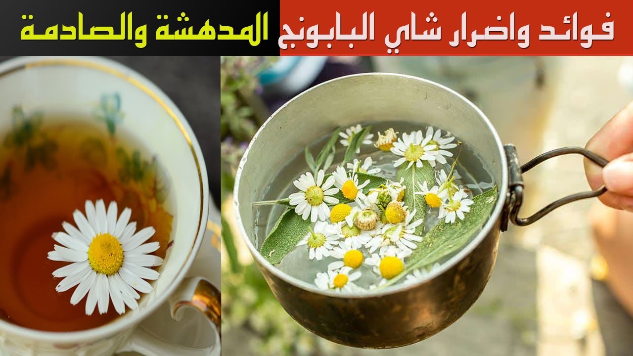 شاي البابونج 11 فائدة مذهلة للجسم و7 اضرار صادمة يجب أن تعرفها !