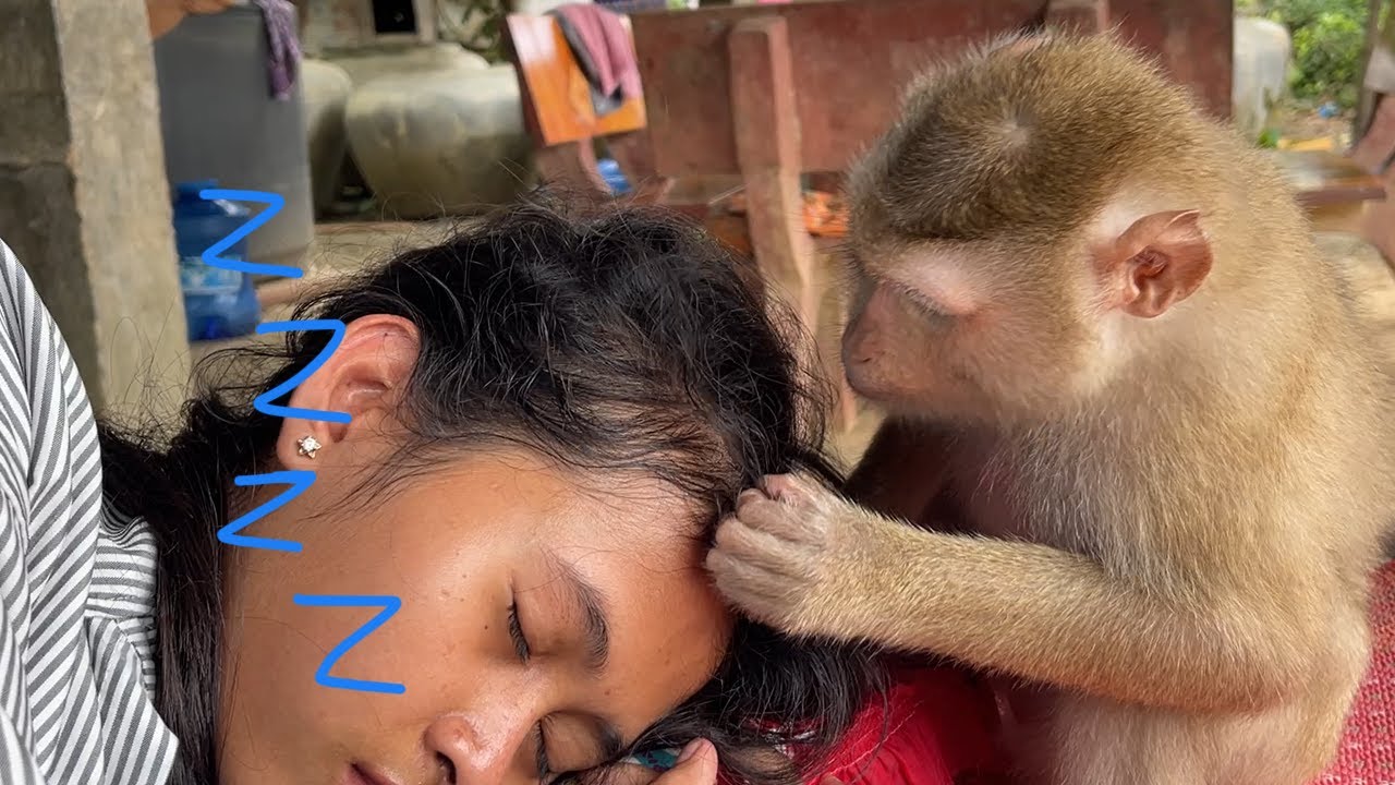 K'nha Napping Sweet Dream While Zueii Princess Massage Grooming Her Head