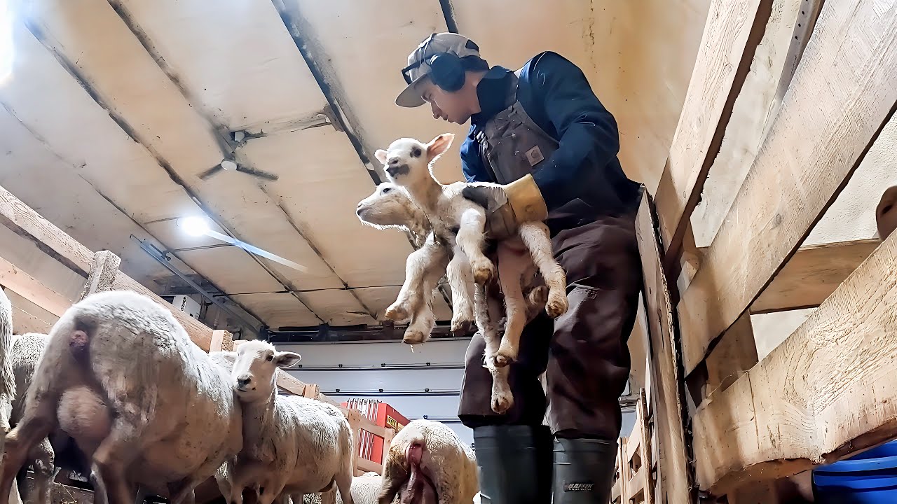 I Am Being Bombarded With Baby Lambs