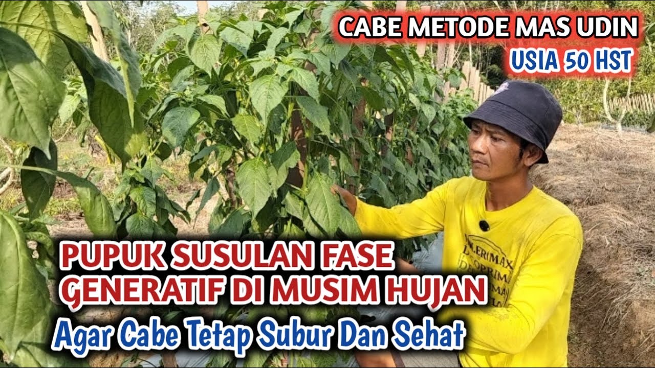 50 HST • PEMBERIAN PUPUK SUSULAN DIMUSIM HUJAN METODE MAS UDIN