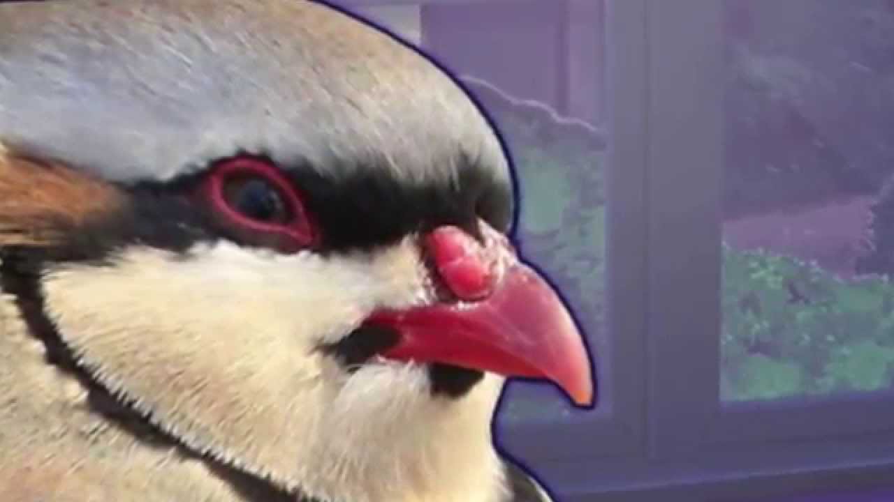 Hatoful Boyfriend BBL Summary