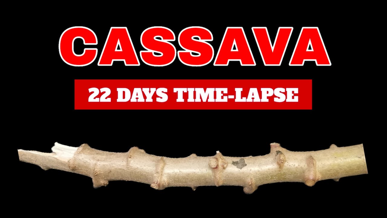 How To Grow Cassava I Timelapse for 22 days