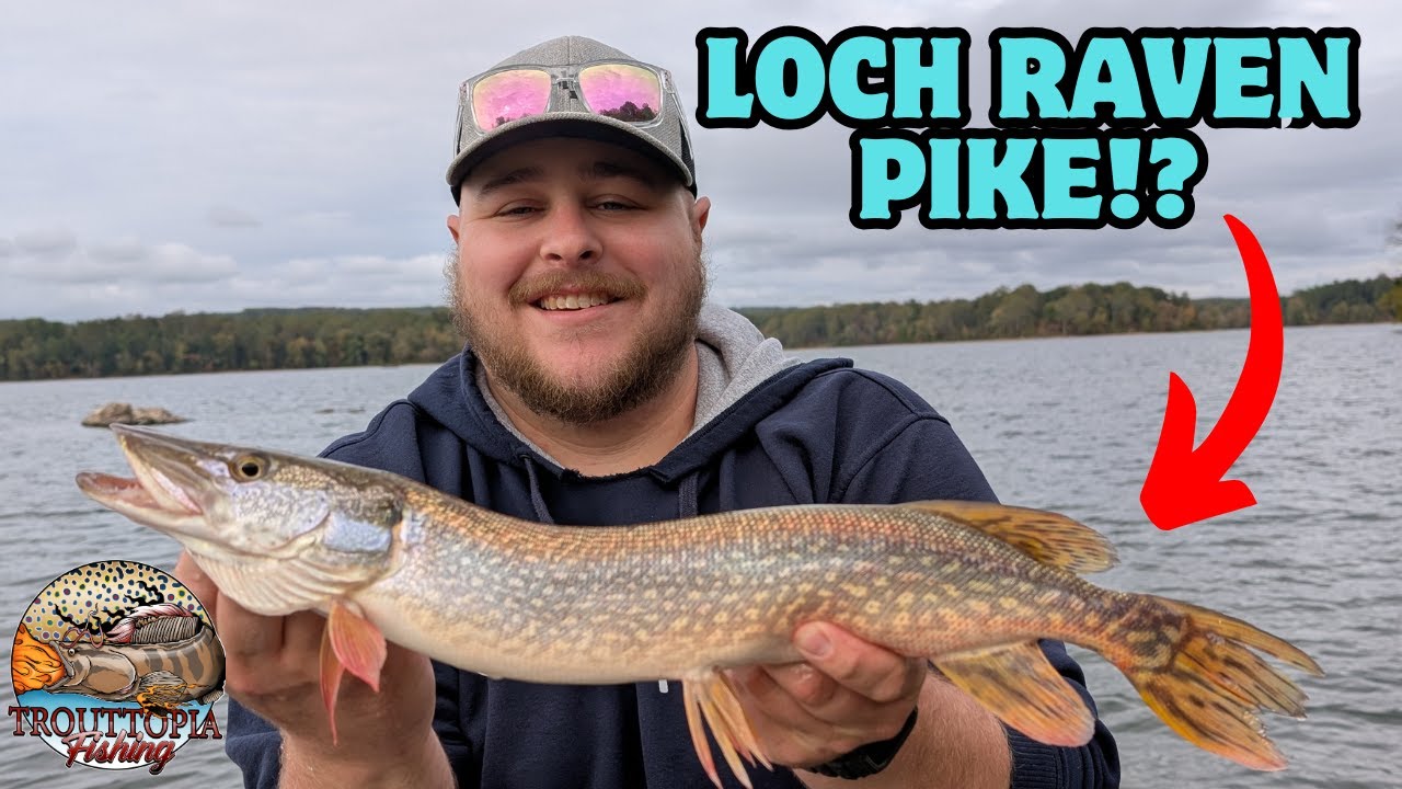 LOCH RAVEN PIKE?! (14 Inch Yellow Perch Caught During SLAYFEST!)