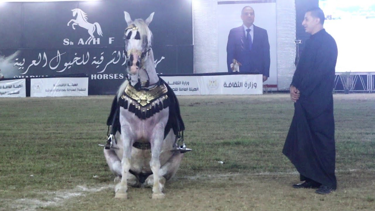 جون سينا السمو  و محمد جمعة البراجيلي مهرجان الشرقية السادس و العشرون لأدب الخيول العربية 2022