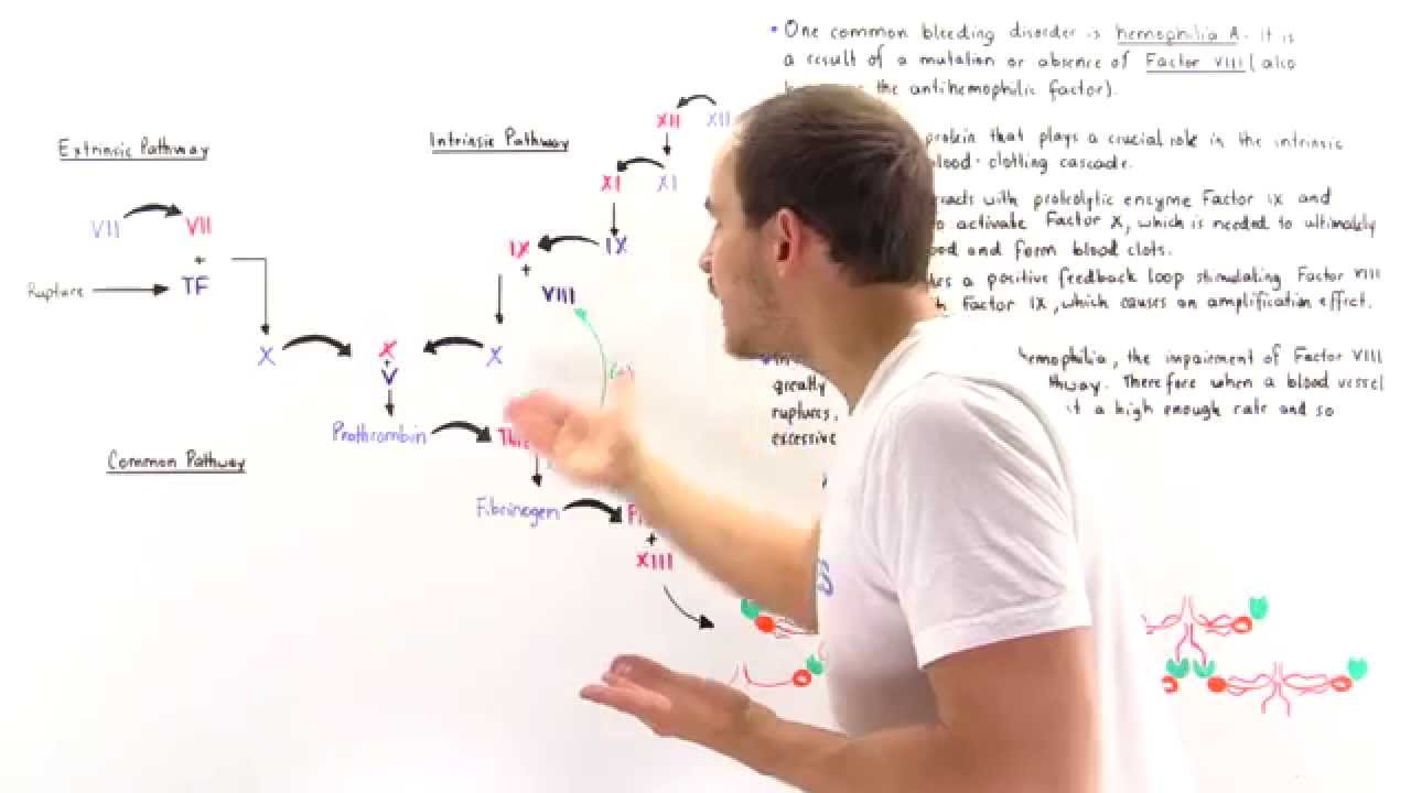 Factor VIII and Hemophilia A