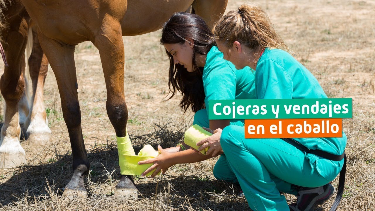 Exploración, Diagnóstico y Vendajes para Caballos 🐎
