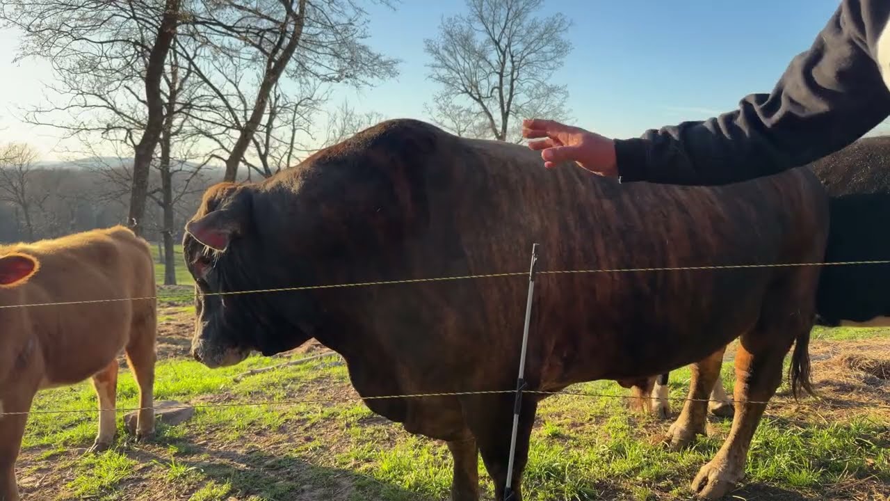 Rufus The Bull is live!