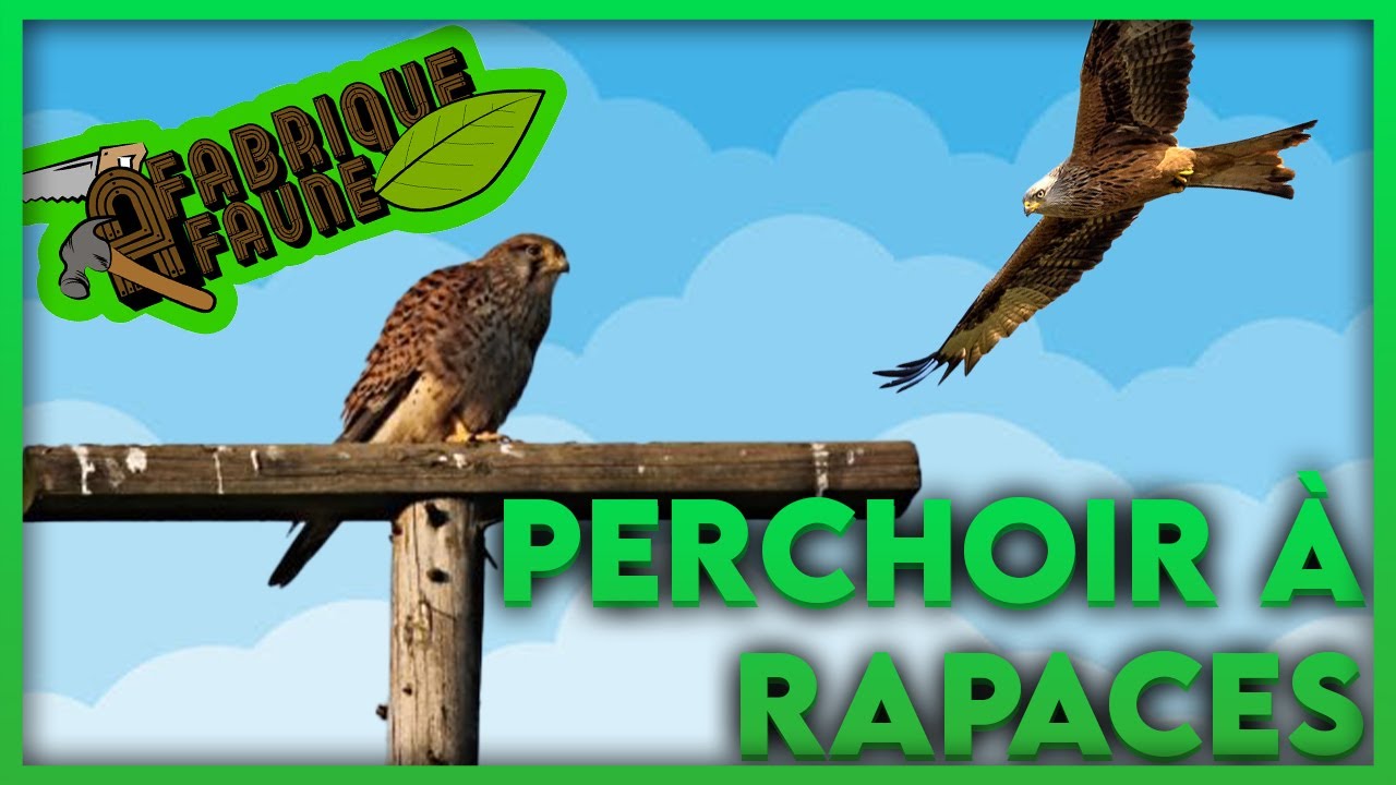 On Construit Un Perchoir à Rapaces ! [FABRIQUE à FAUNE épisode 3]