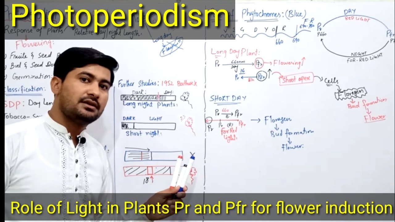 Photoperiodism class 12 | photoperiodism in plants | Role of Phytochromes in plants flowering