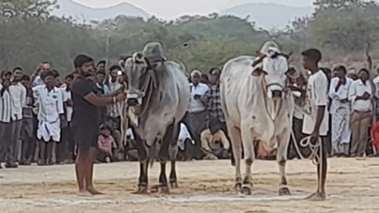 💥🌾కడప జిల్లా రాజంపేట(మ)హత్యరాల ఓల్డ్ కేటగిరి విభాగానికి 4వ జత SSV ట్రేడర్స్ గారు 💥17-02-