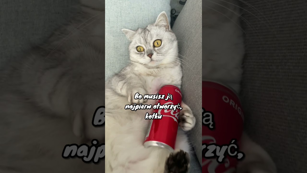 Śmieszne koty Maja 😺 #shorts