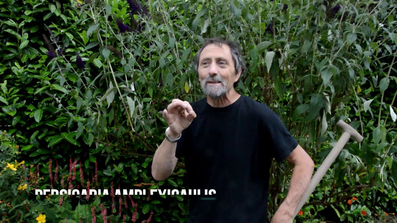 How to lift and divide a perennial plant (persicaria) when it is growing strongly in high summer