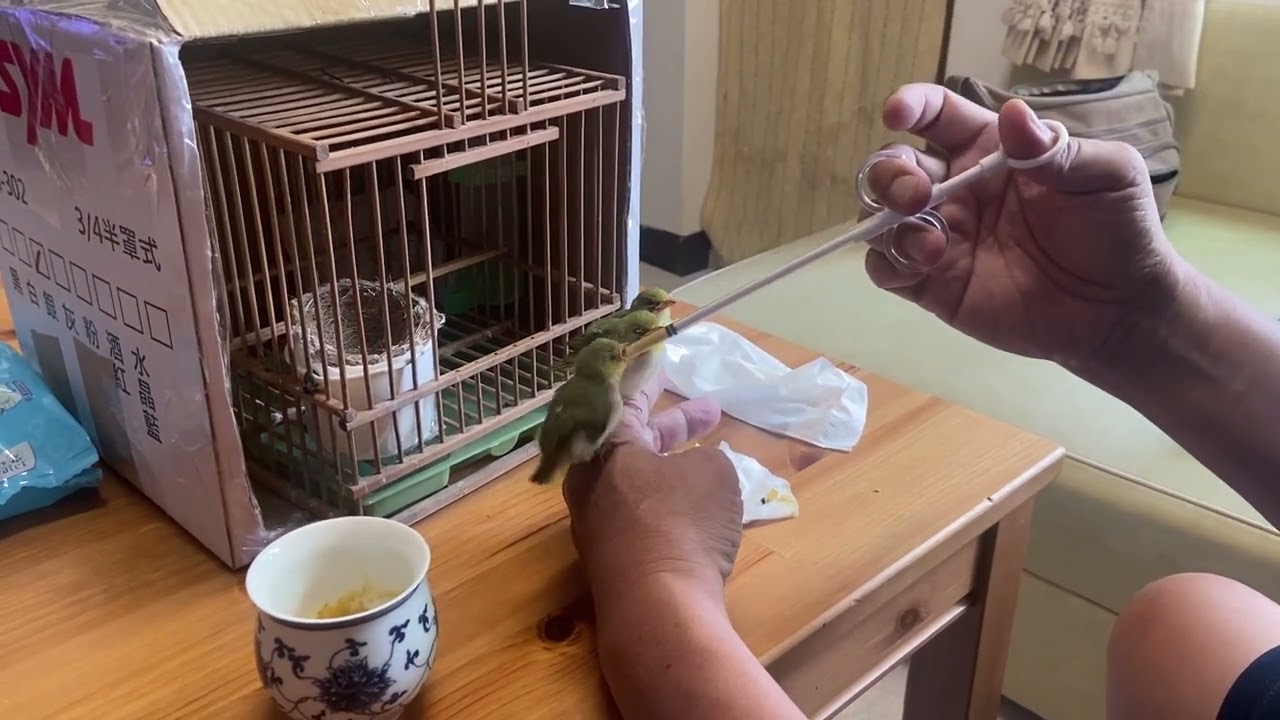 綠繡眼雛鳥餵食日常