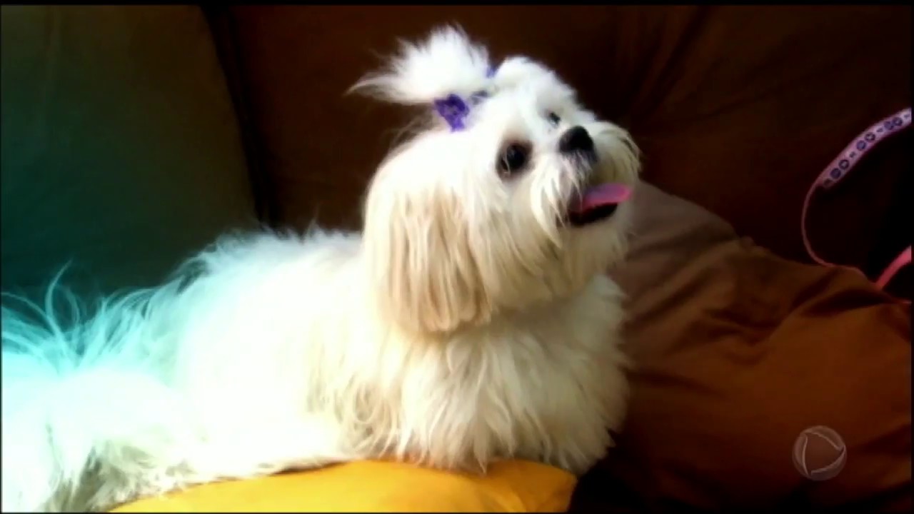 Julinho Casares ajuda dona de casa com lhasa apso indisciplinada