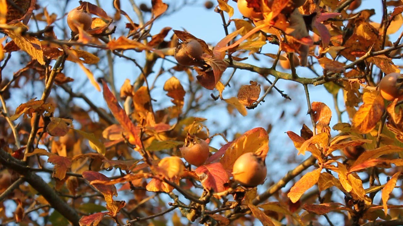 Foraging for Food - Medlars (Mespilus germanica). La n&egrave;fle, ancienne, oubli&eacute;e et souvent gratuite.