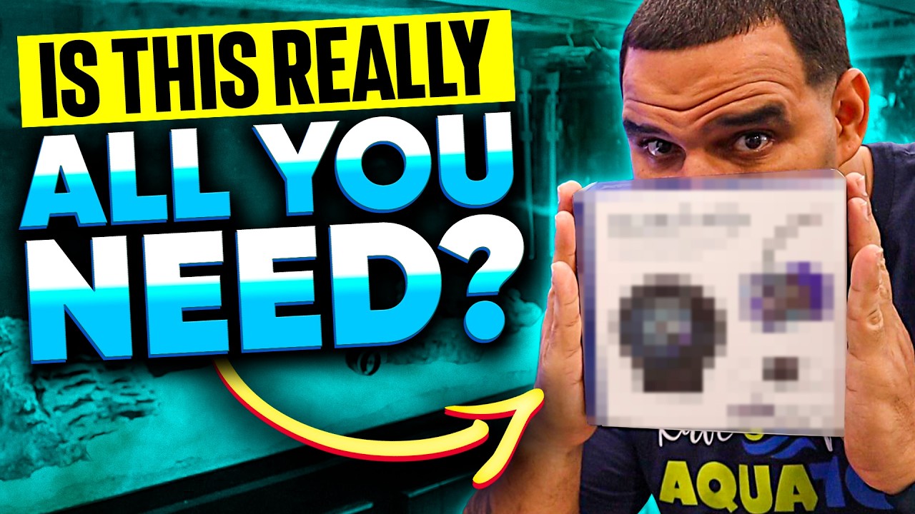 This Saltwater Setup Costs Less Than You Think