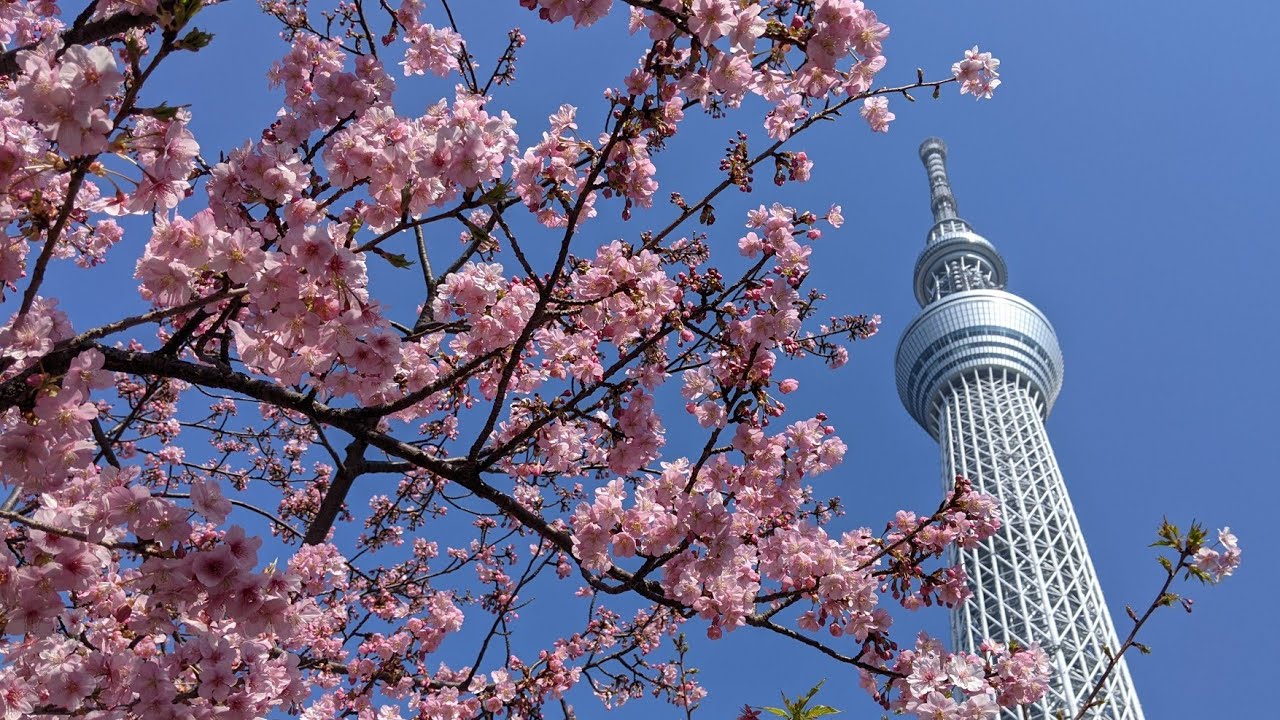 【東京】2月で楽しめる早咲き桜スポット４選（河津桜・寒桜）