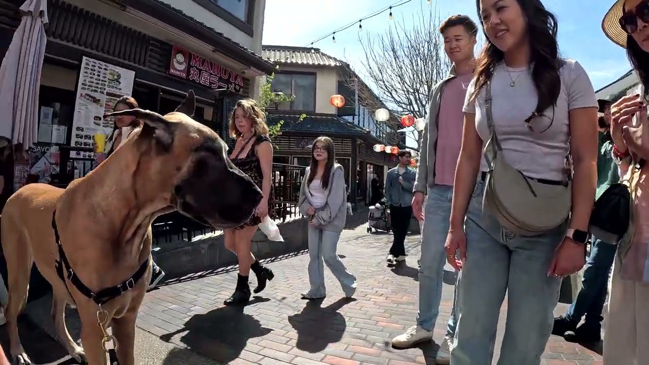Cash 2.0 Great Dane in Little Tokyo downtown Los Angeles 10