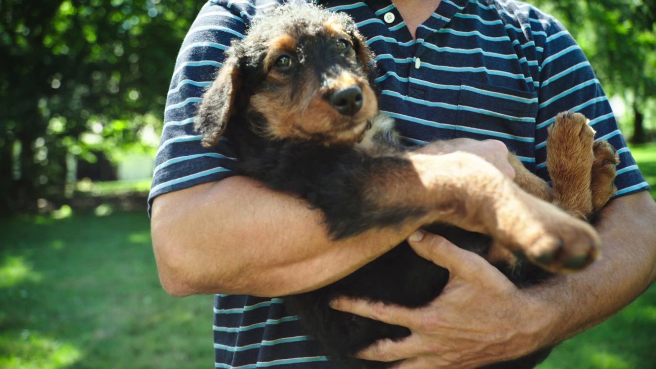 The BLUE Story II | Blue Buffalo Pet Food