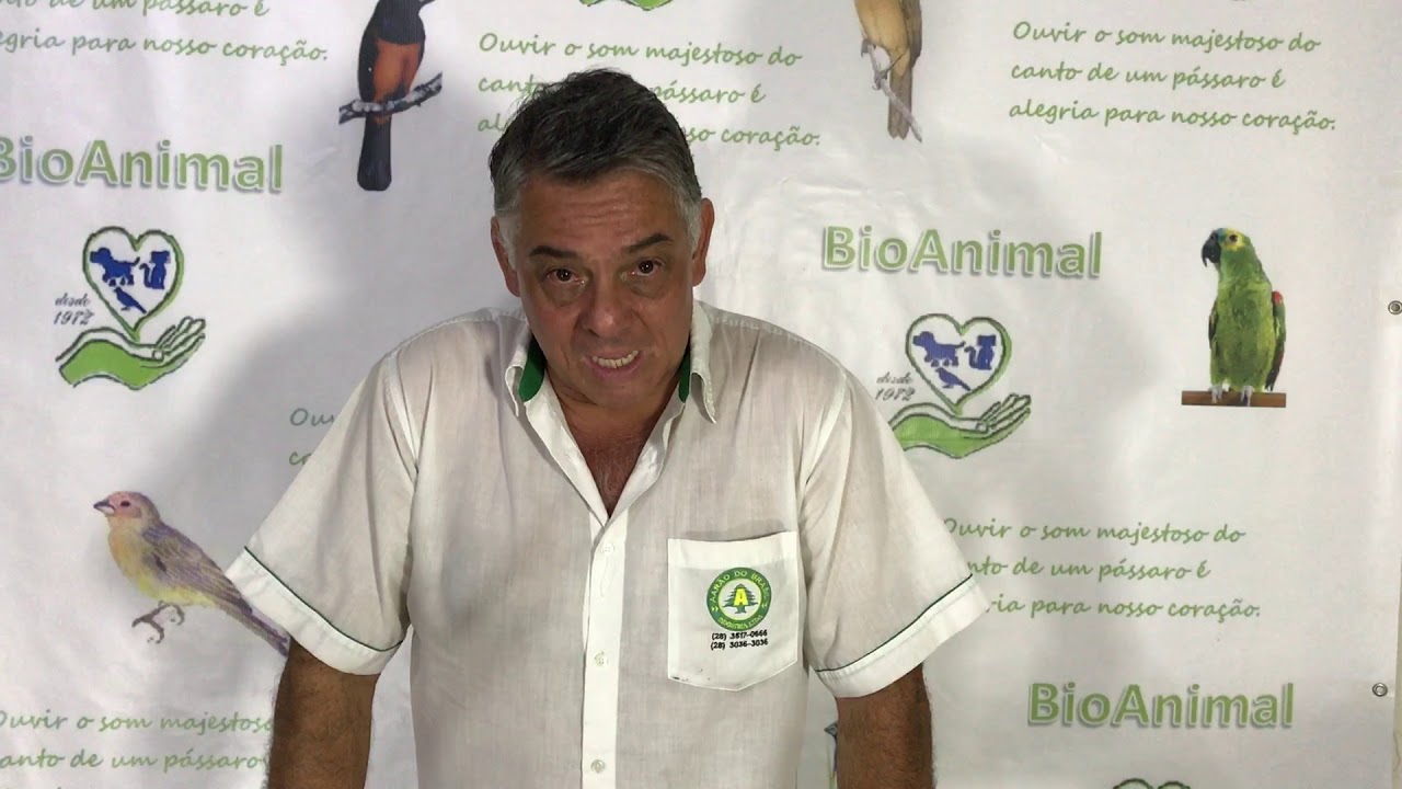 como saber se seu passaro galou