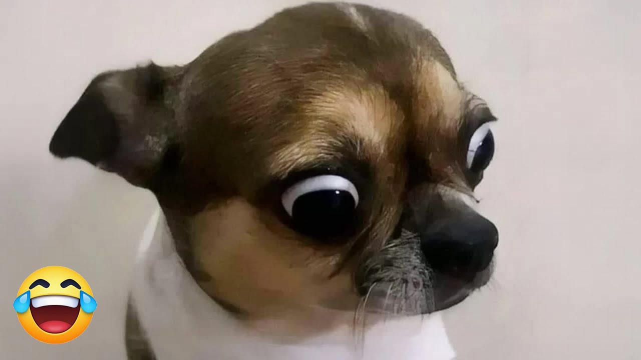 You Will Die Laughing At These Dogs 🐶 The Funniest Dog Moments Compilation 💘