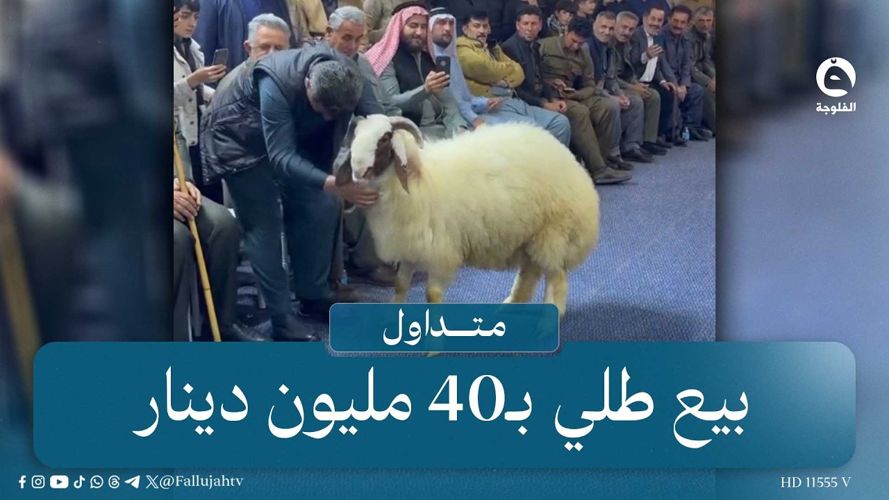 بيع طلي بـ40 مليون دينار في أحد مزادات أربيل |  #متداول