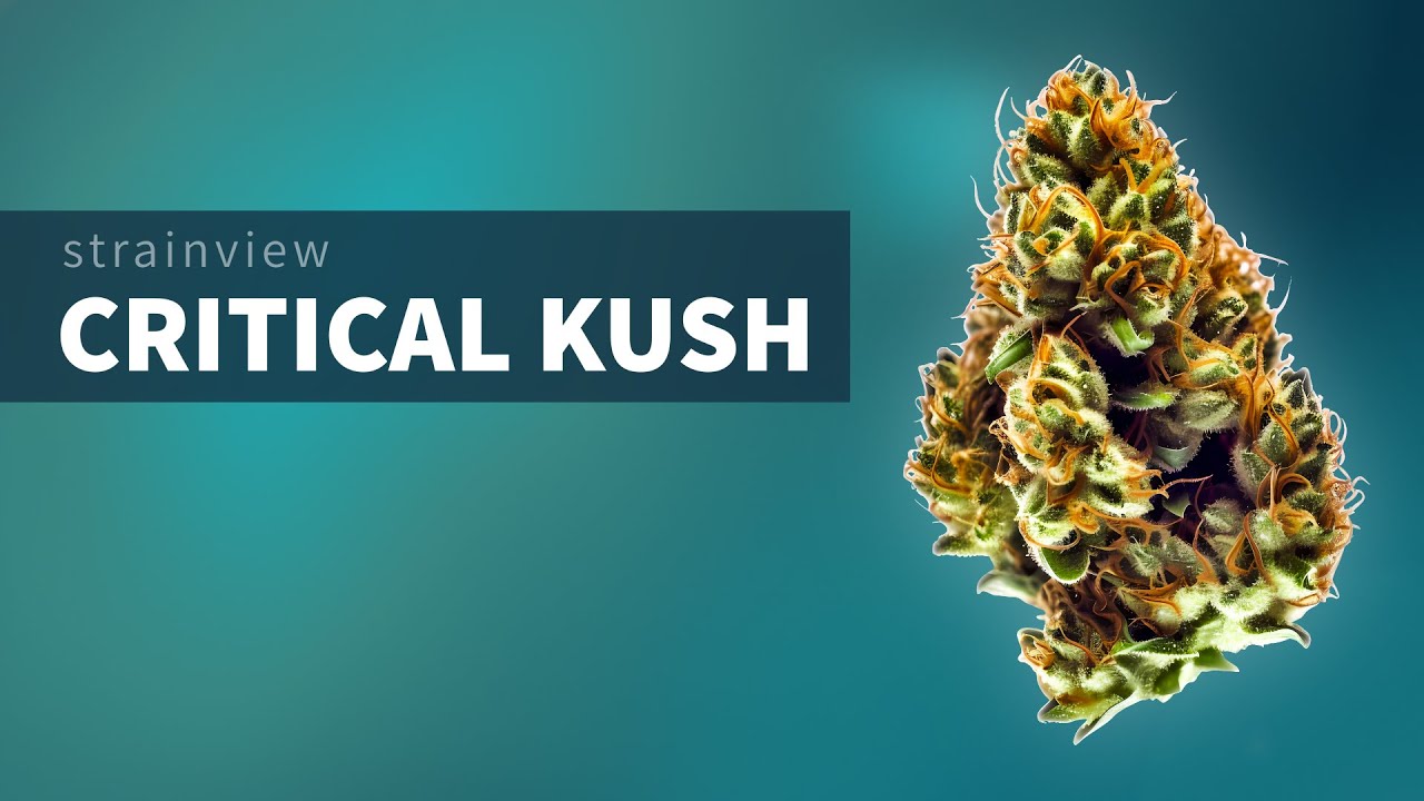 Critical Kush - StrainView