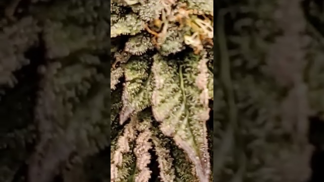 Trichomes - #trichome production #cannabis grow #hobbyist