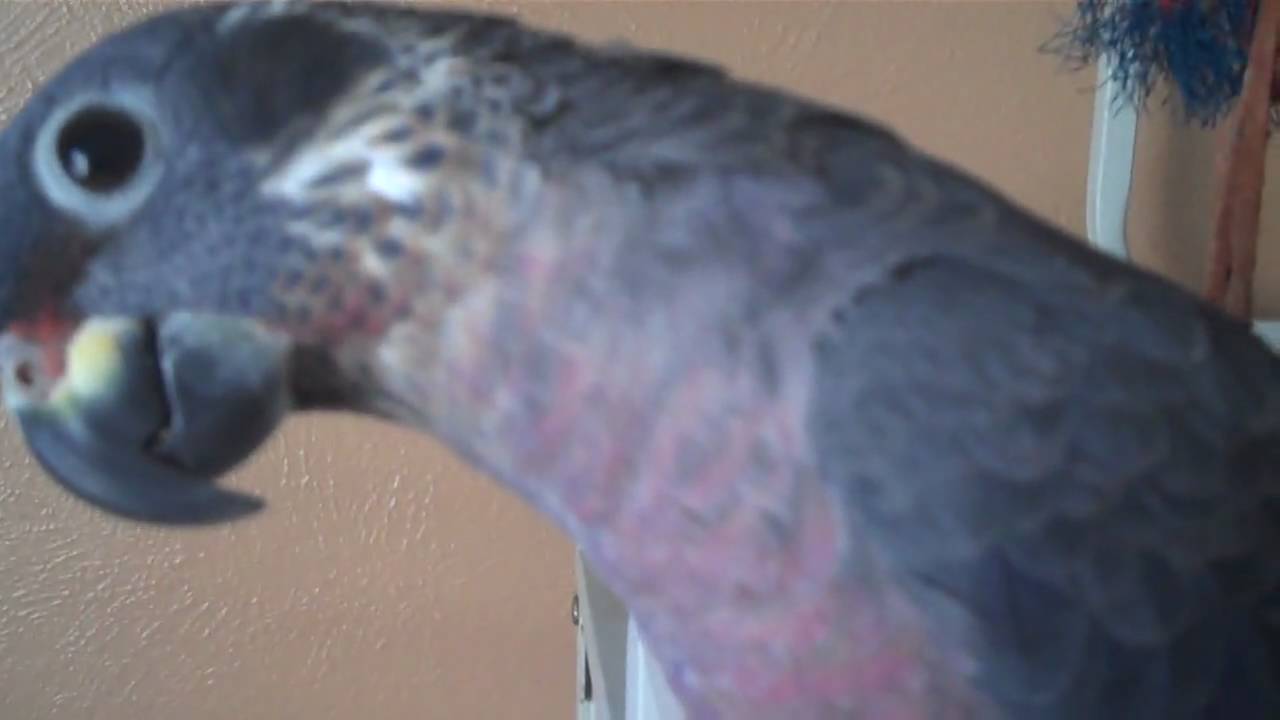 Dusky Pionus Gizmo talking 3