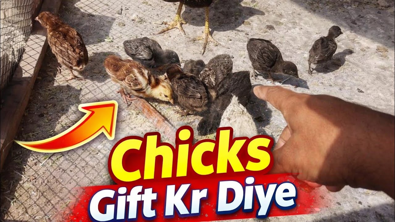 Chicks  Gift 🎁 Krr Diye || Ramadan  Special