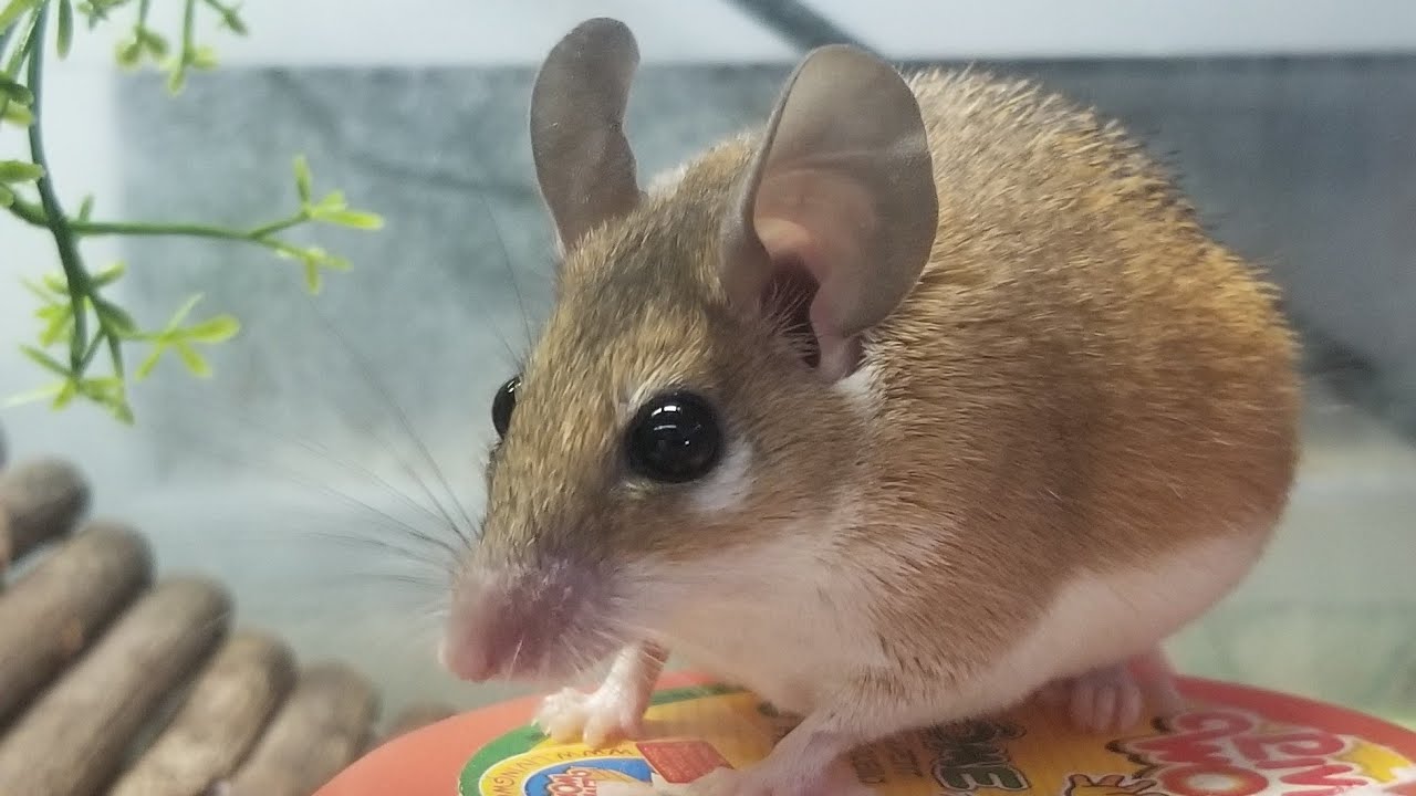 Spiny Mice Cage Setup (1080p)